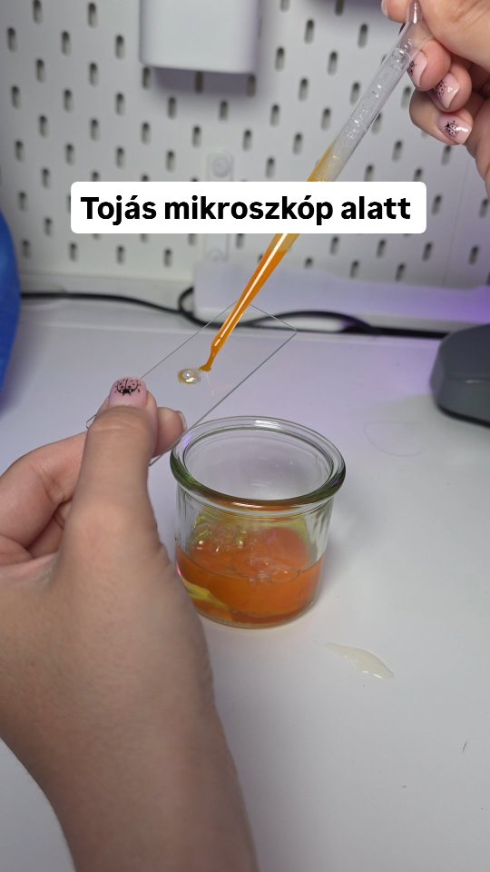 Tojás mikroszkóp alatt