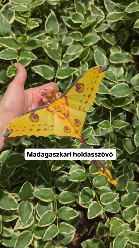 Madagaszkári holdasszövő
