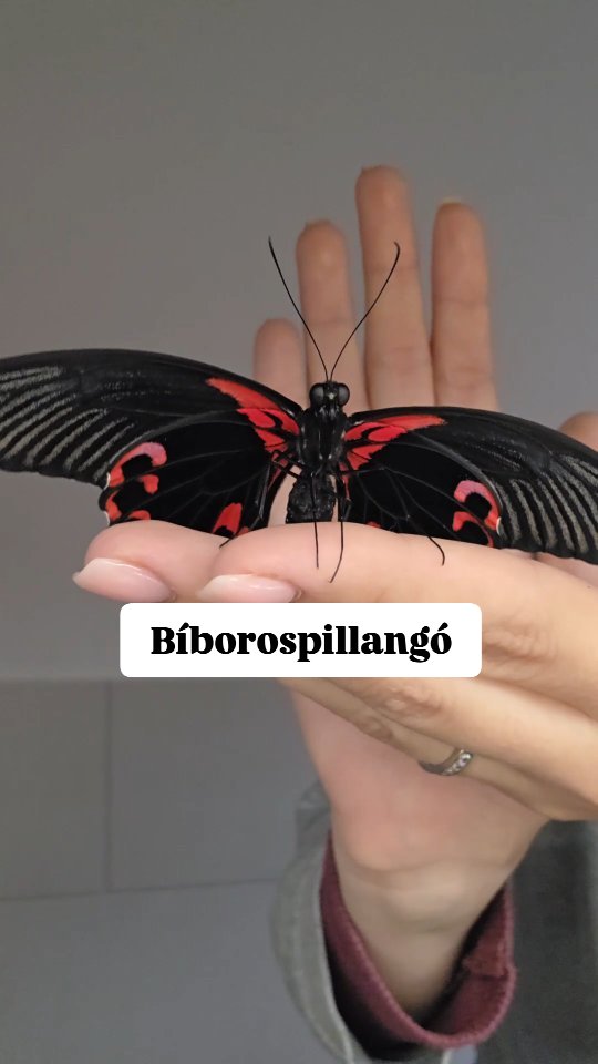 Bíborospillangó